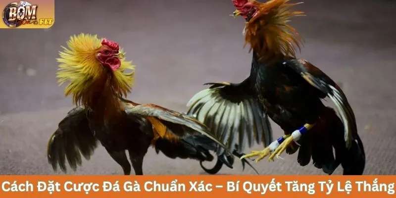 Cách Đặt Cược Đá Gà