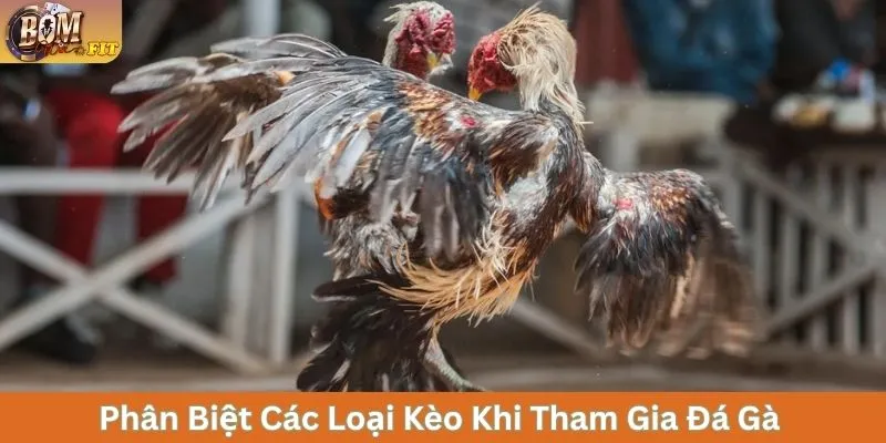 Phân biệt các loại kèo khi tham gia đá gà 